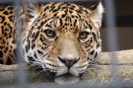Tijger! Grrrr....